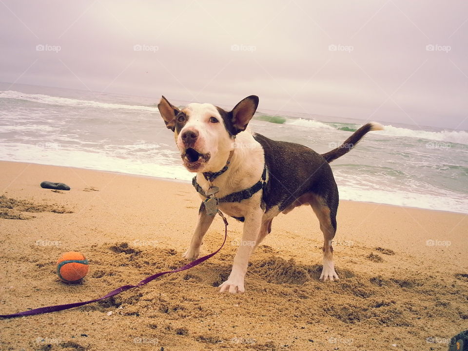 throw the ball or else