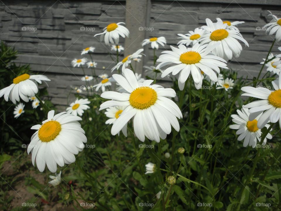 camomile flowers