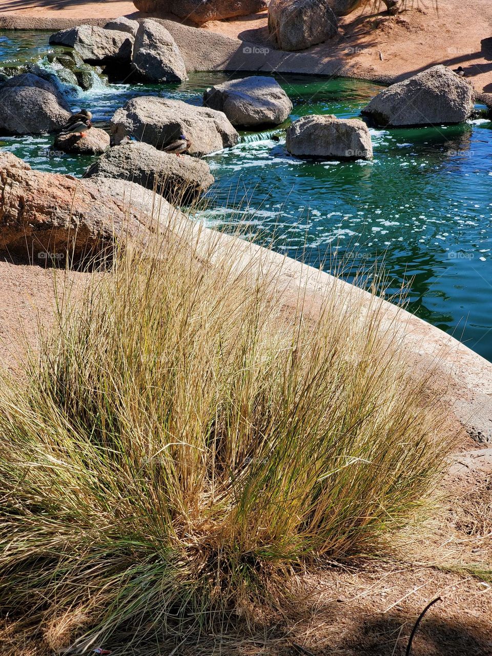 Dry Grass by the Water