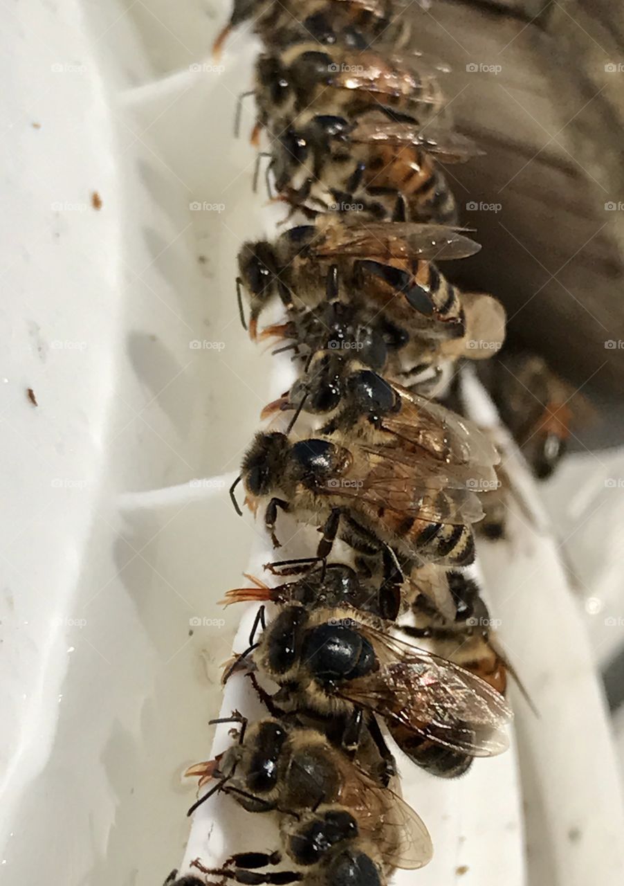 Bee Buffet, Honeybees Feeding