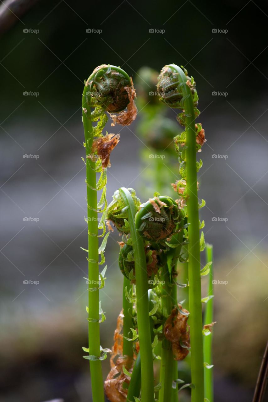Spring plant growing in the forest