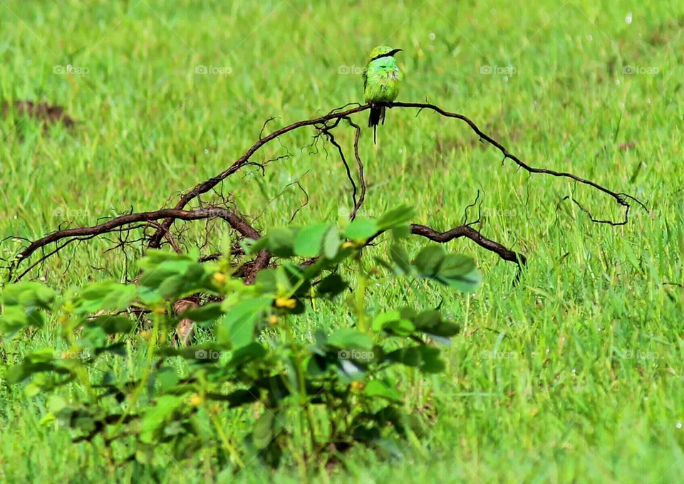 bird