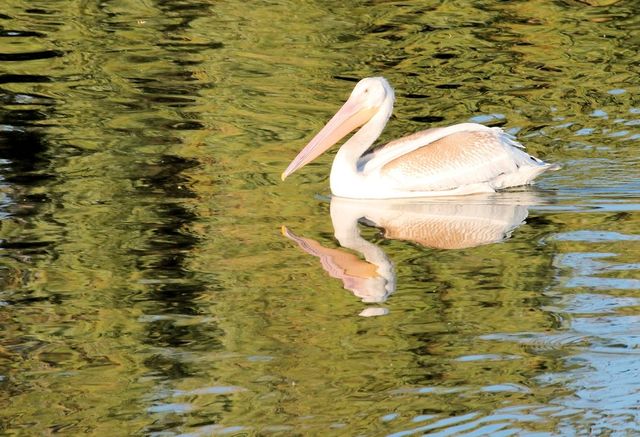 Pelican 