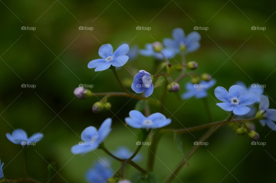 Blue color flower