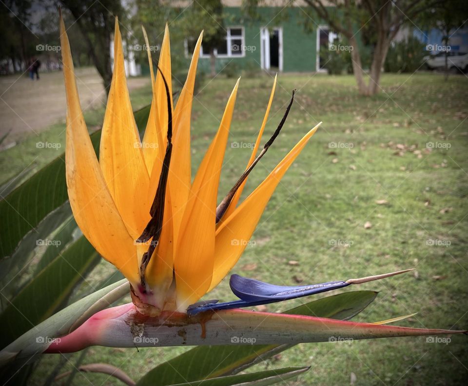 🌹 🇺🇸 Very beautiful flowers to brighten our day.  Live nature and its beauty. Did you like the delicate petals? / 🇧🇷 Flores muito bonitas para alegrar nosso dia. Viva a natureza e sua beleza. Gostaram das pétalas delicadas? 