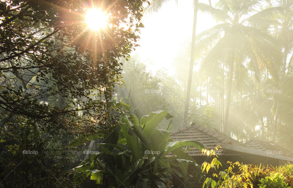 Sunlight passing through trees