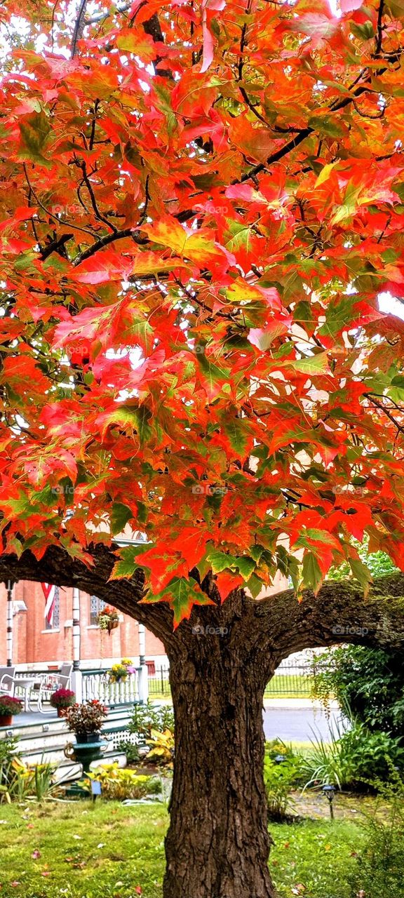 Colors of Autumn