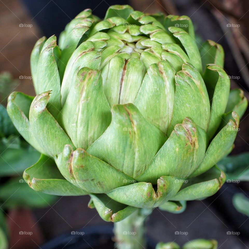 Close-up of a green artichoke