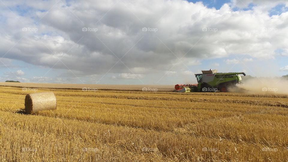 Harvest. Harvesting crops