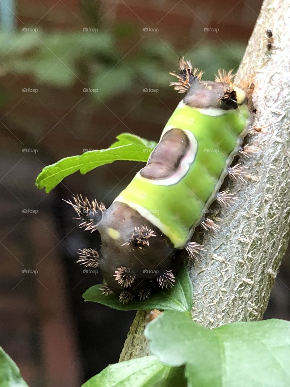 Toxic poison awaits the unwary who would touch the trigger hairs on this painful stinging Saddleback caterpillar.