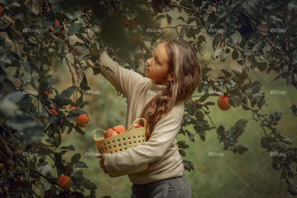 Long-haired girl with basket of apples