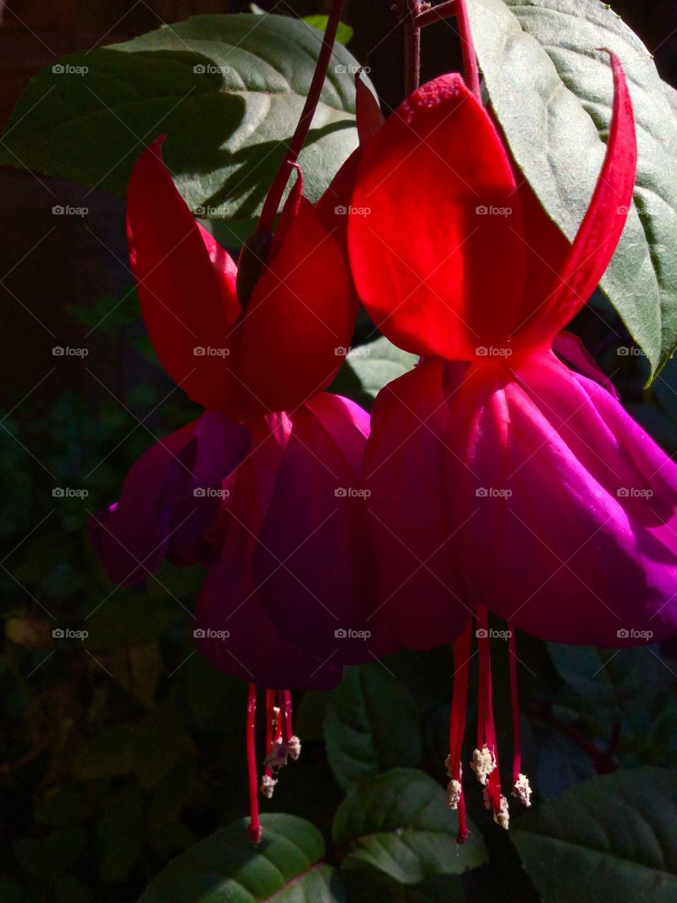 Beautiful red and magenta colored flowers sitting in early afternoon sunlight in an outdoor courtyard in Xela, Guatemala.