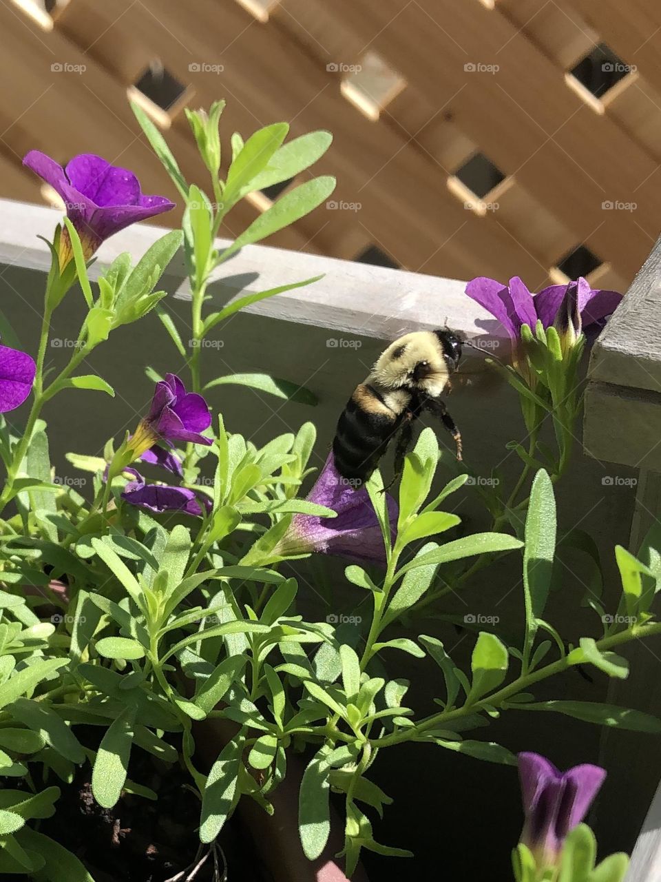 Backyard bumblebee pollinating petunia flower on sunny summer afternoon beautiful honey bee nature wildlife bugs weather leaves foliage gardening container garden patio plants 