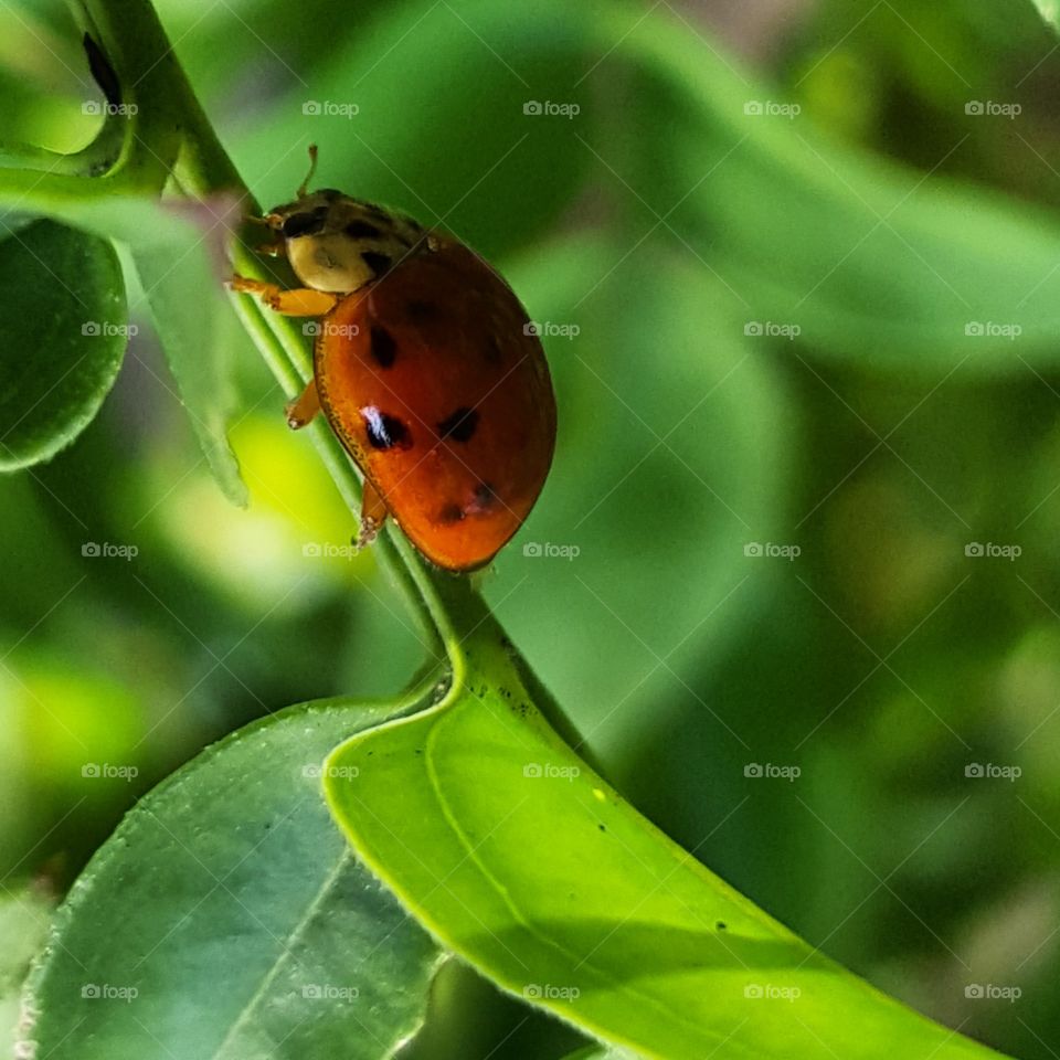 Lady bug up close