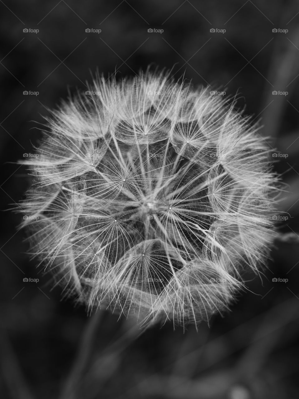 Black and white dandelion seed heads