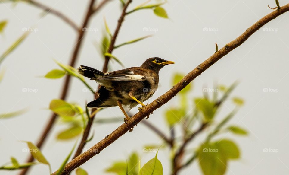 bird sitting on branch with fresh new leaves of spring...