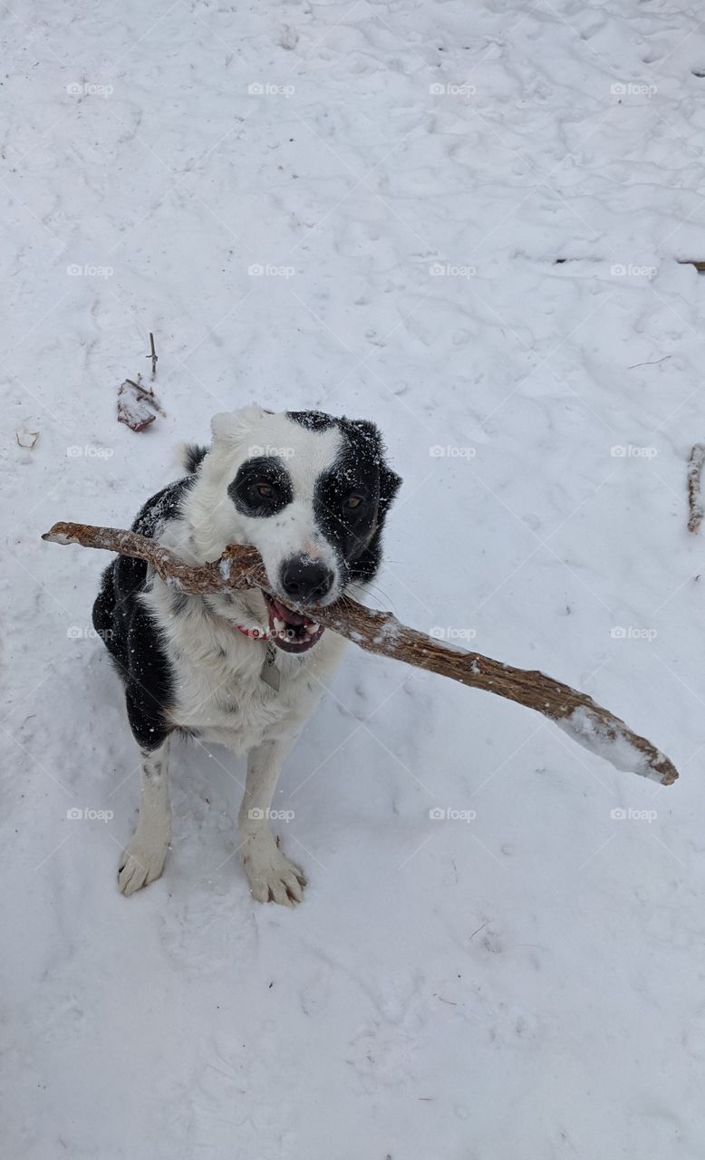Border Collie with a stick in the winter