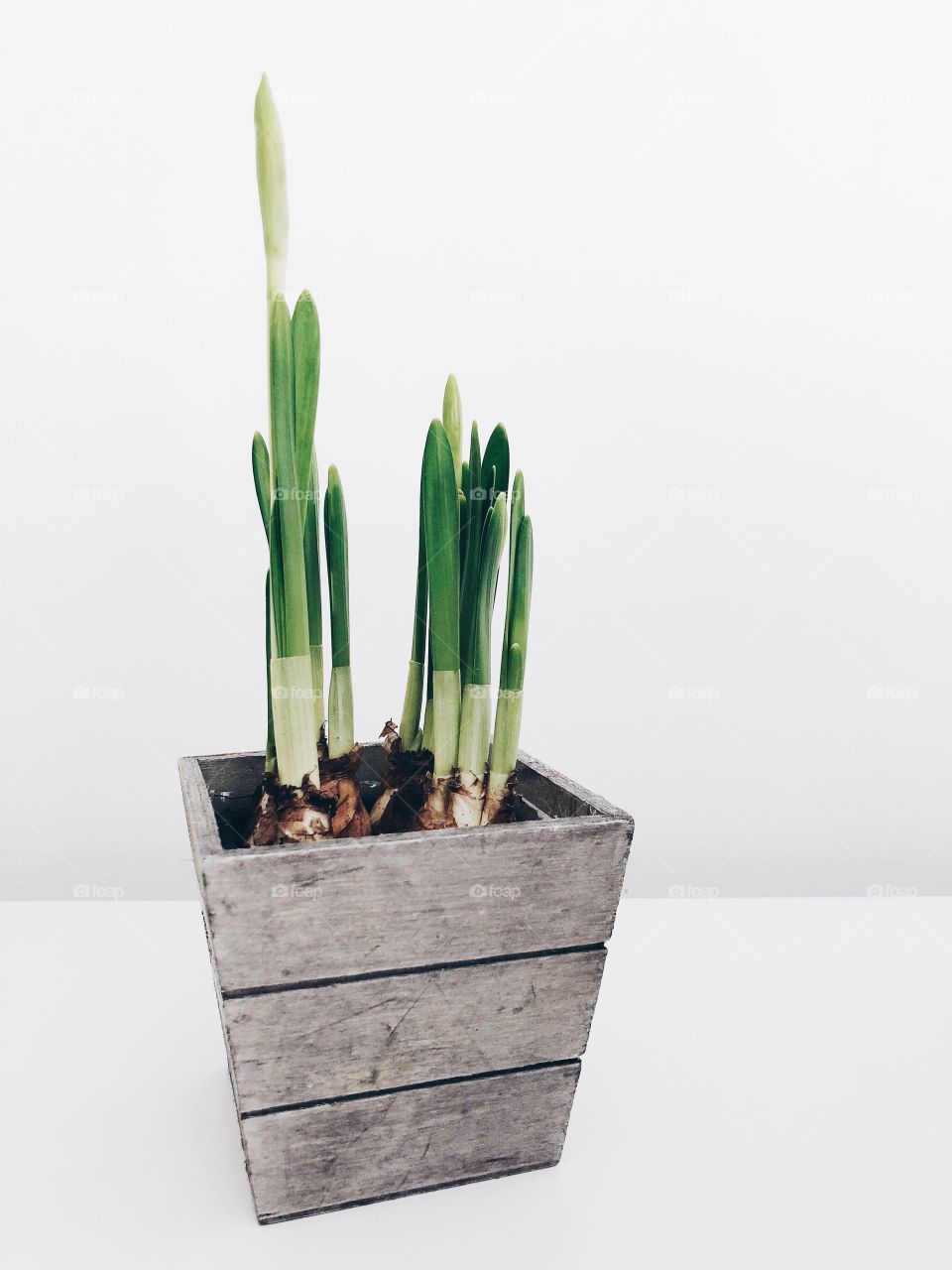 Photo of a plant against white background