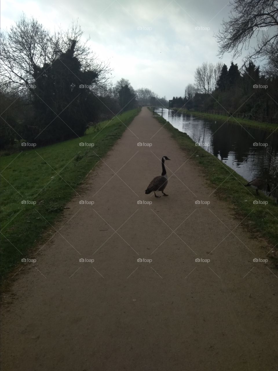 Canadian Goose Crossing at the New River, Broxbourne
