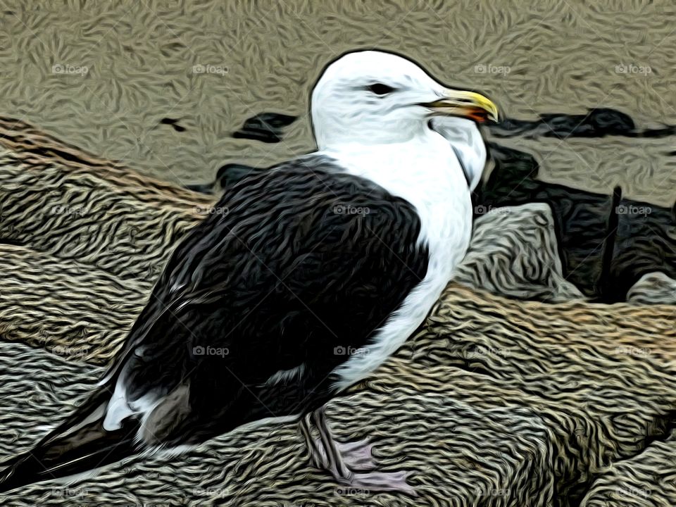 Sea Gull seen on the Rocky Coast of Maine!