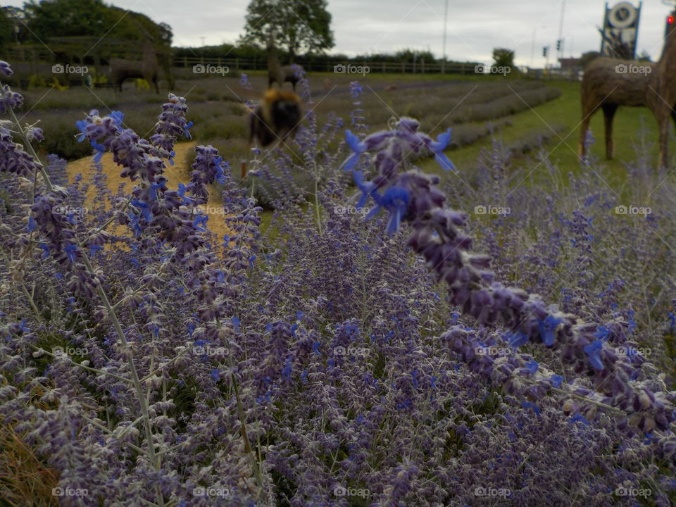 Not lavender but beside it 😁