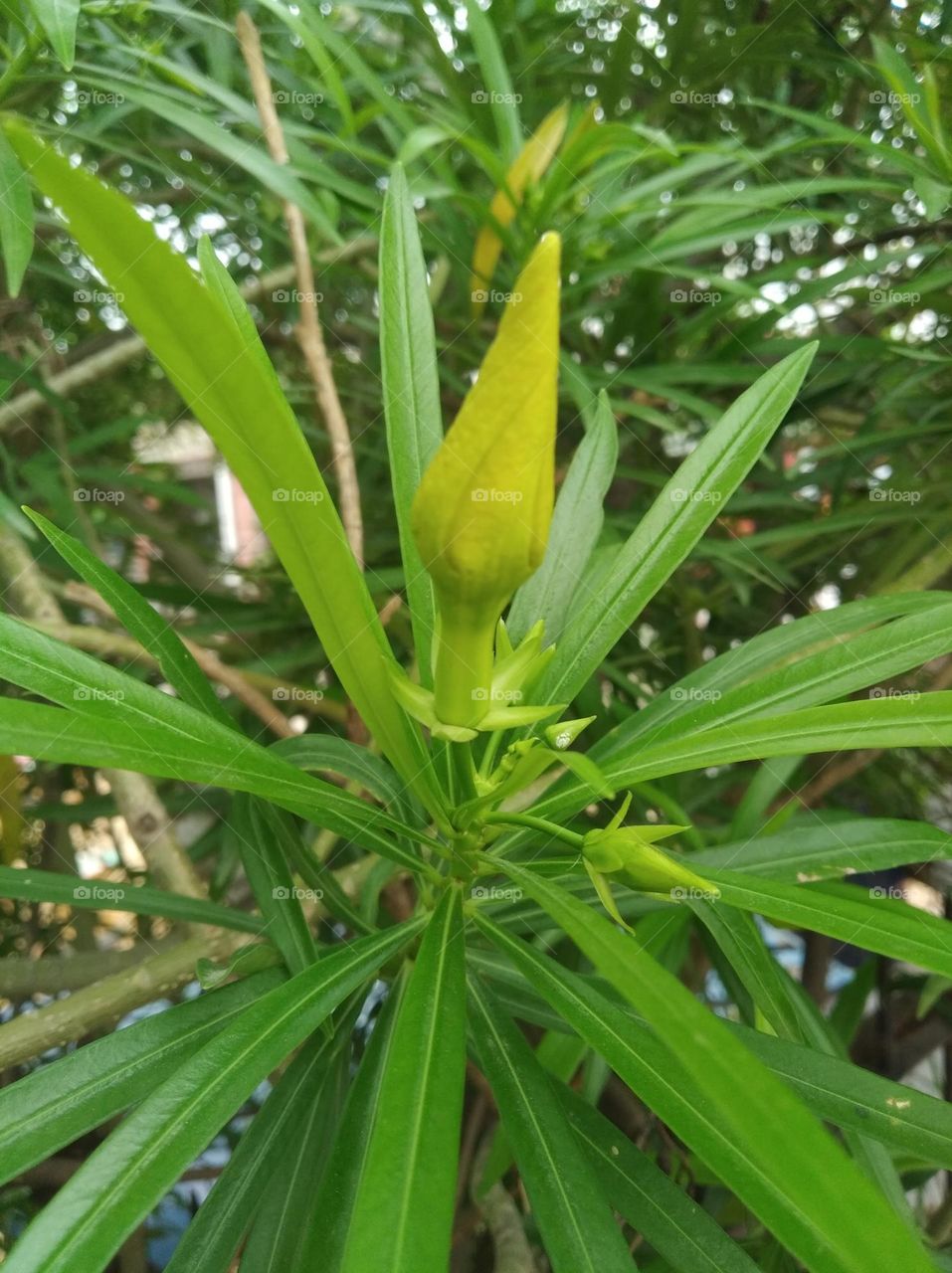 green shurb small size looks very beautiful generally found everywhere seasonal fresh