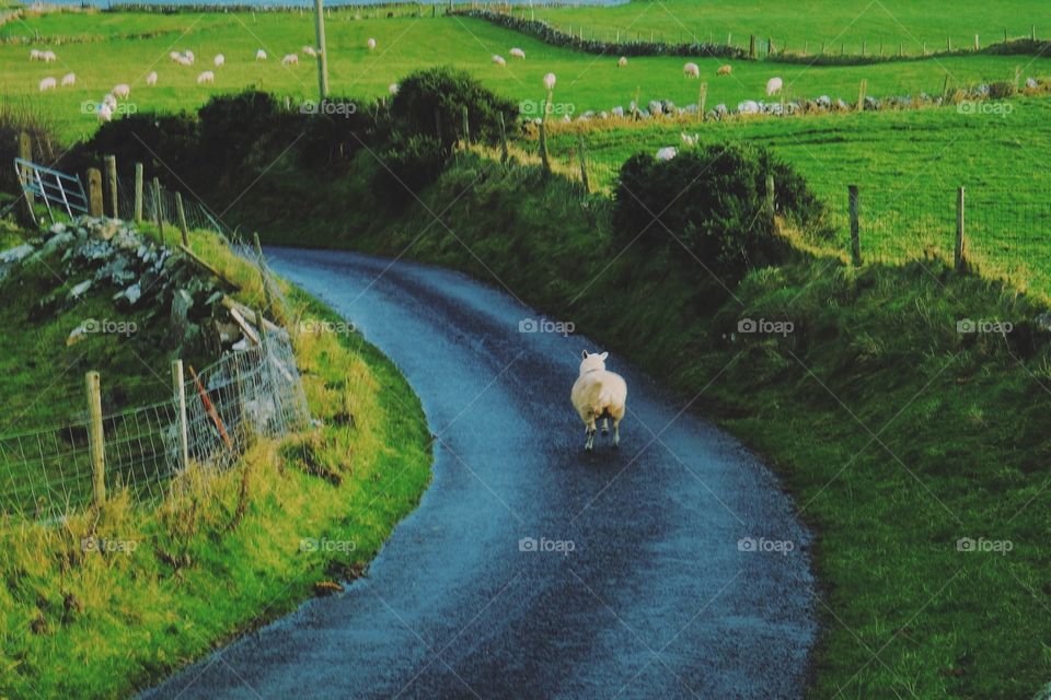 No Person, Landscape, Road, Grass, Tree