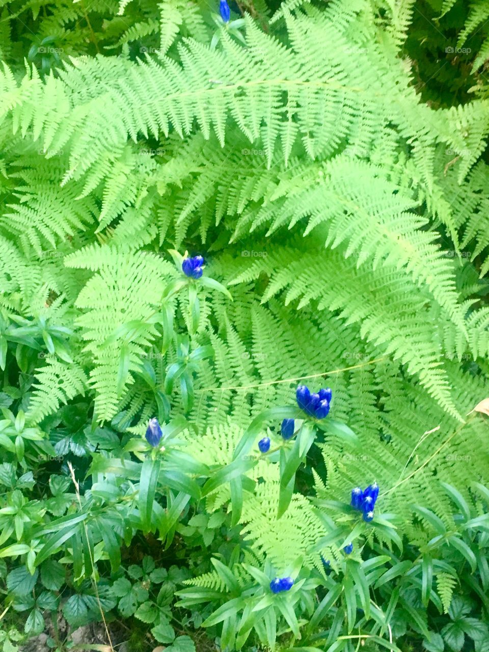 Flowers and Ferns