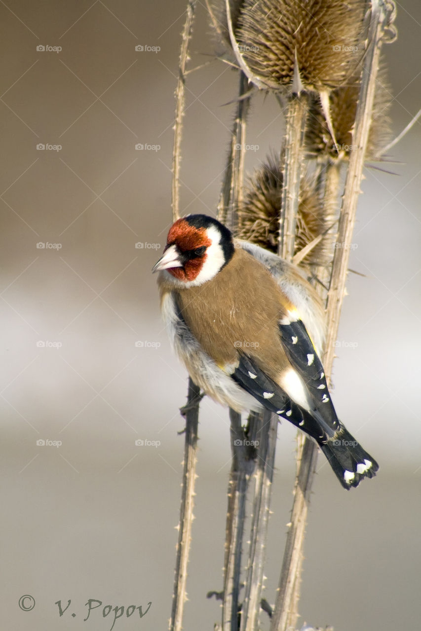 Goldfinch