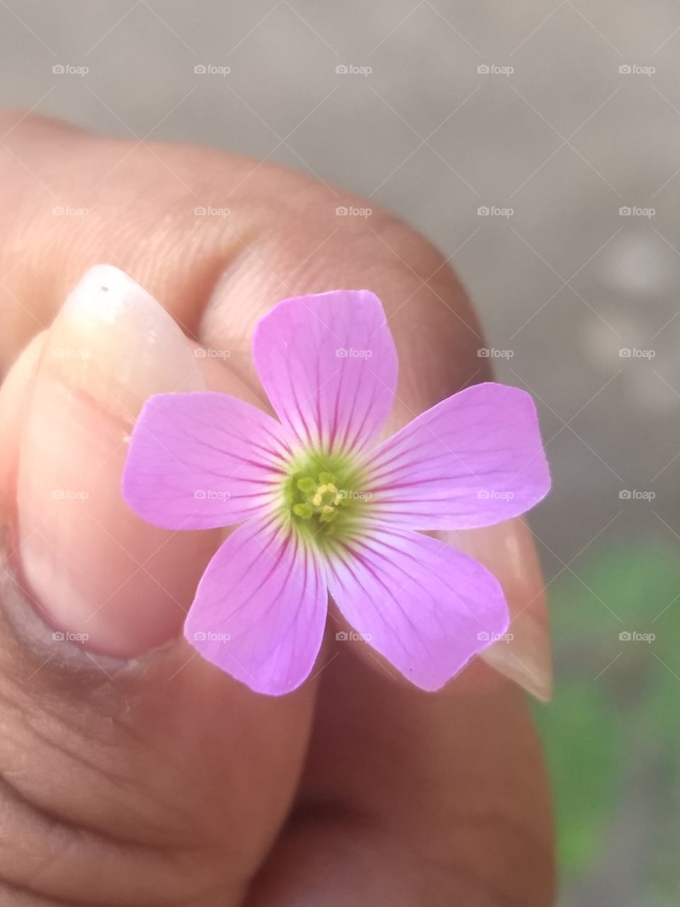 mini flower