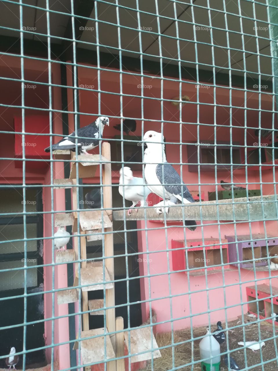 Bird, Cage, No Person, Security, Urban