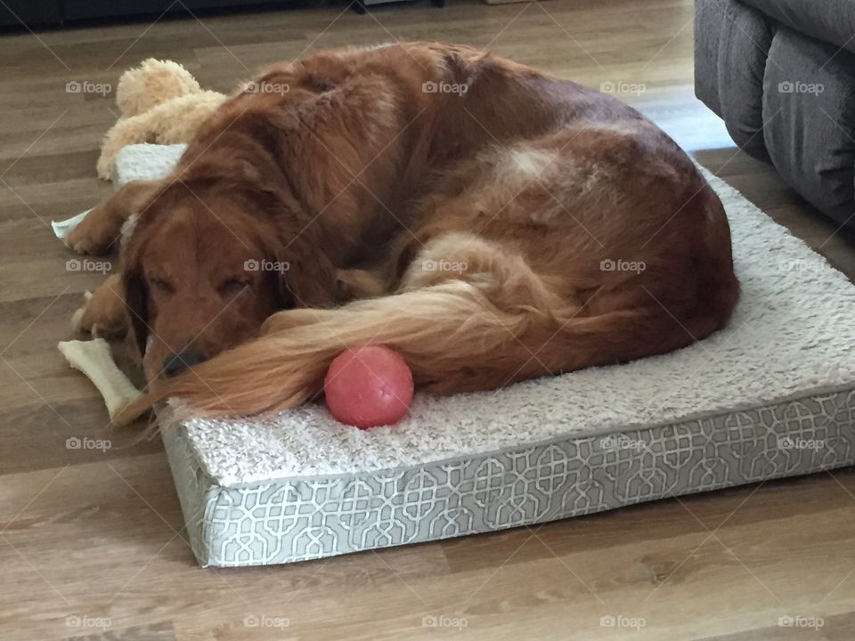 "One day, I will get that ball!"