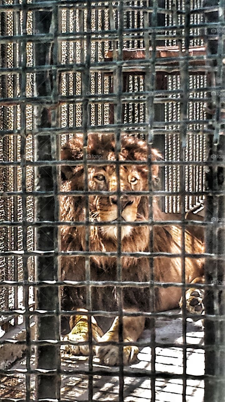big lion in a cage