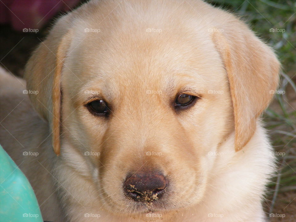 Close-up of a cute puppy
