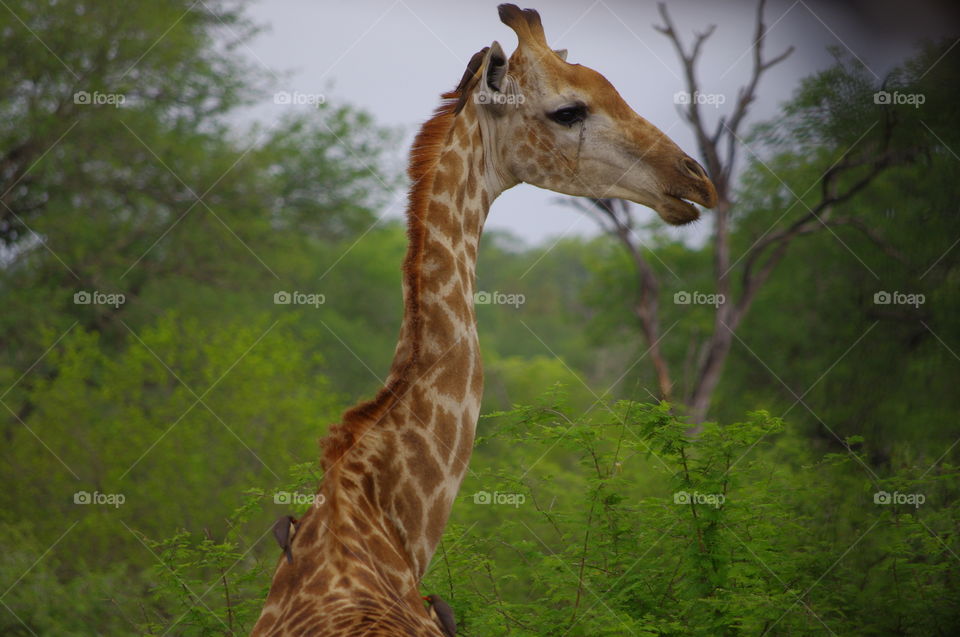 giraffe