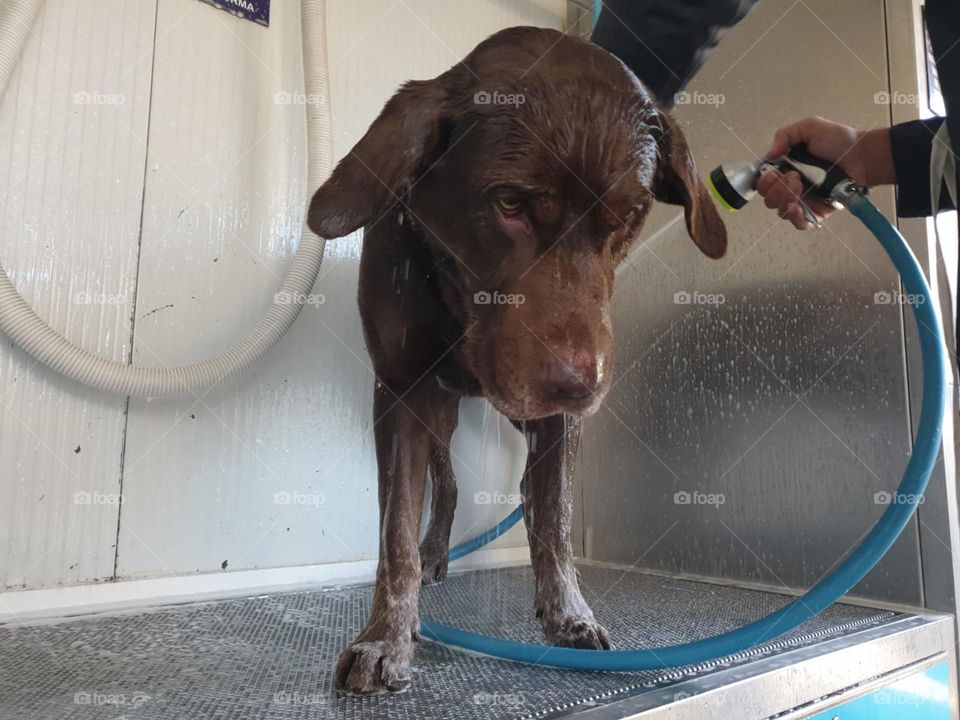 Dog#bath#pet#clean#water