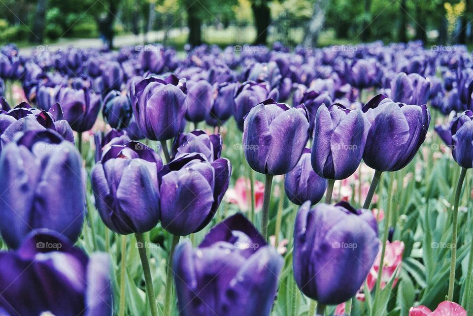 Tulips