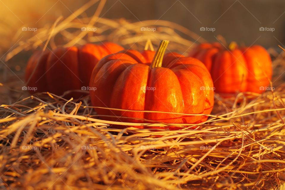 Mini pumpkins