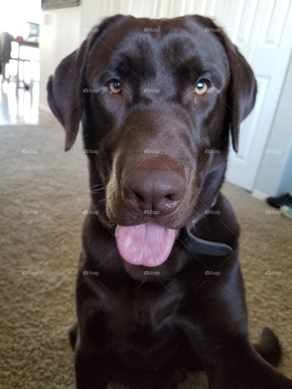 Chocolate lab