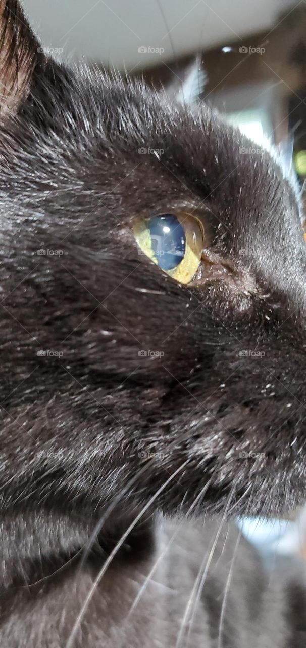 Cats face in profile showing light shining on her face. Black cat with hazy yellow eyes showing age. Older cat rescue living a good life.