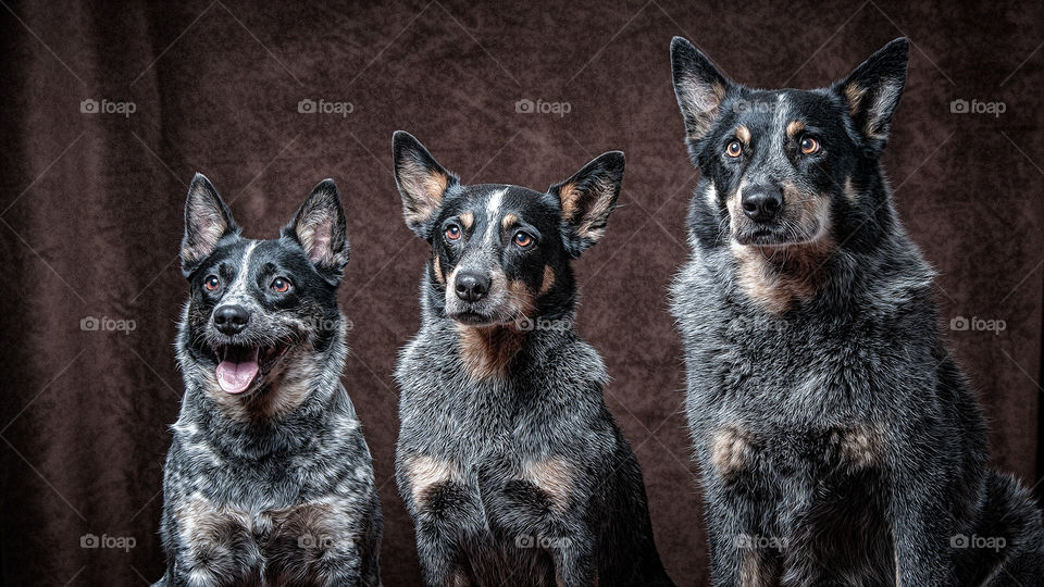 Australian Cattle Dogs