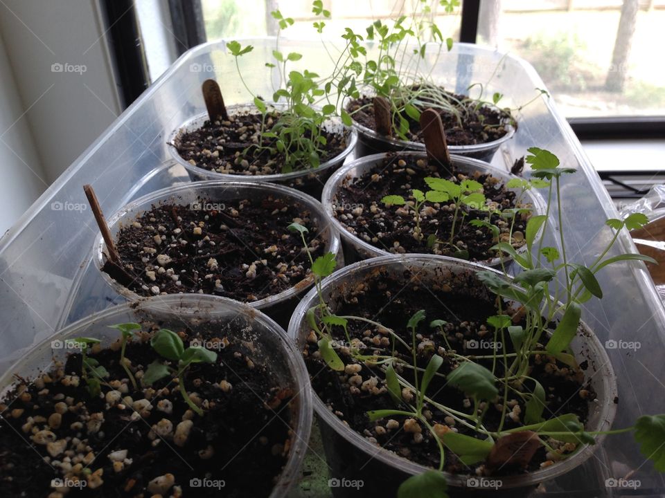 Spring seedlings