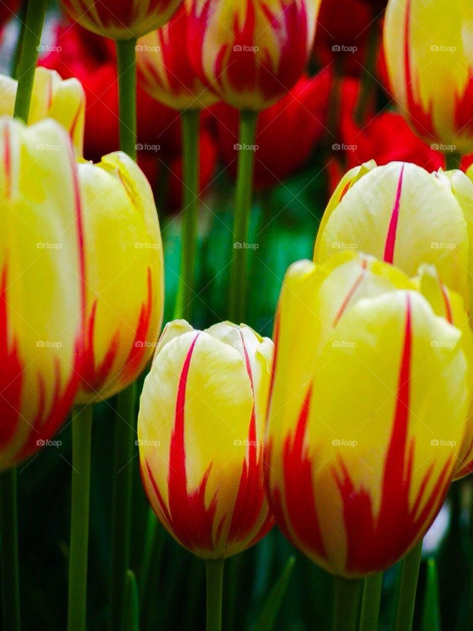 Tulips in flames