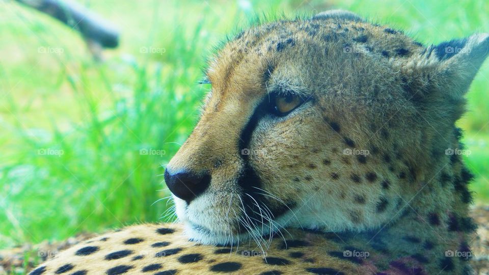 Leopard resting