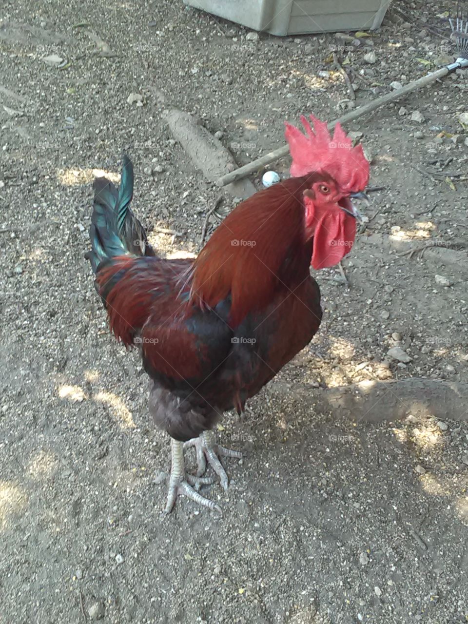 Bird, Poultry, Cockerel, Nature, No Person