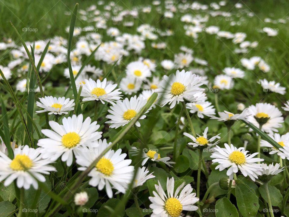Daisys galore 