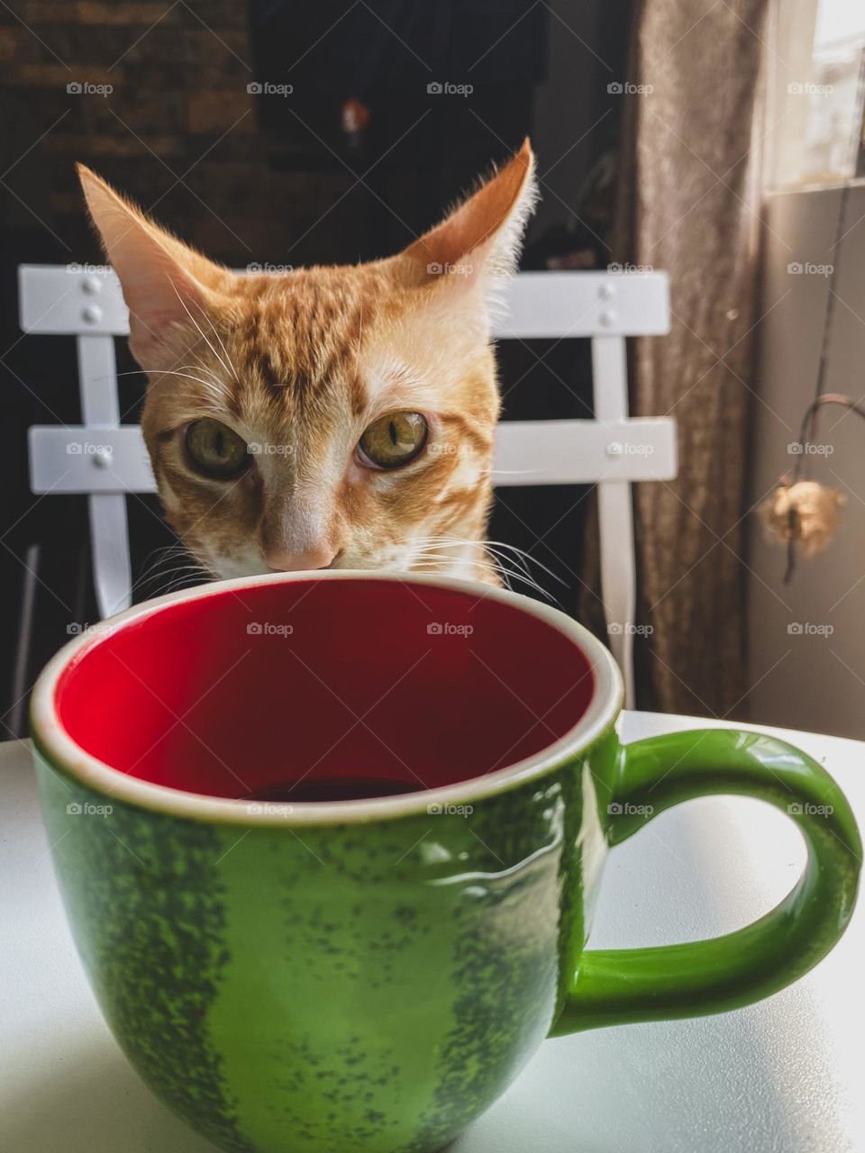 Orange cat and coffee