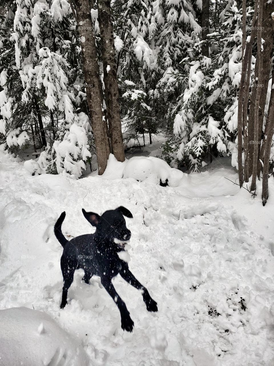 Dog catching snowballs.