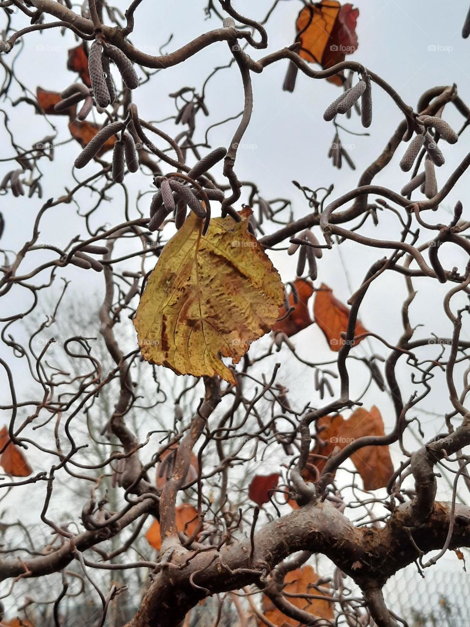 last leaves and flower buds of hazel