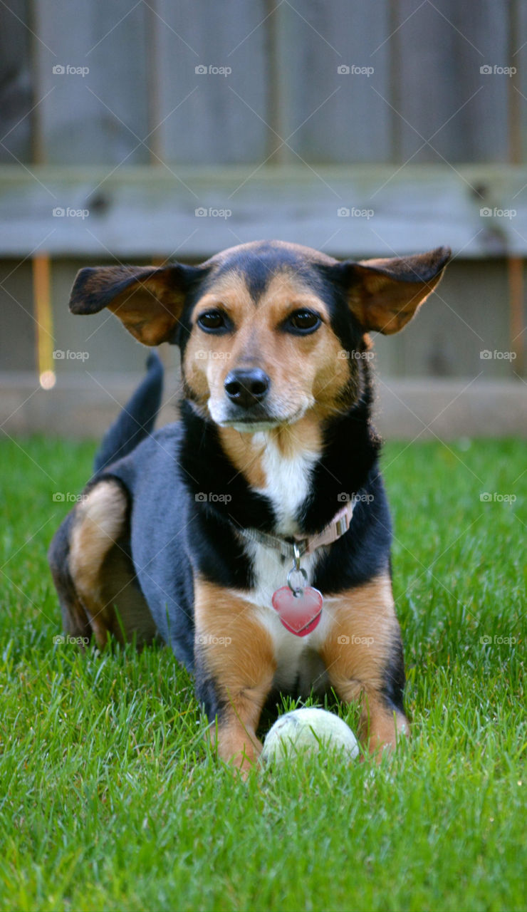 dog white group1 min-pin by refocusphoto